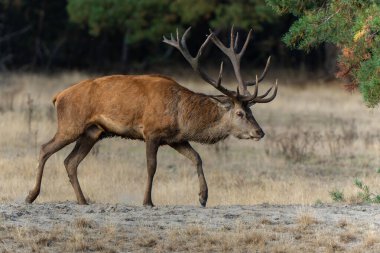 Hollanda 'daki Ulusal Park Hoge Veluwe ormanında çiftleşme mevsiminde dişileri etkilemeye çalışan kızıl geyik (Cervus elaphus).