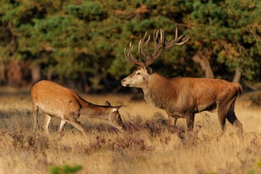 Hollanda 'daki Ulusal Park Hoge Veluwe ormanında çiftleşme mevsiminde dişileri etkilemeye çalışan kızıl geyik (Cervus elaphus).