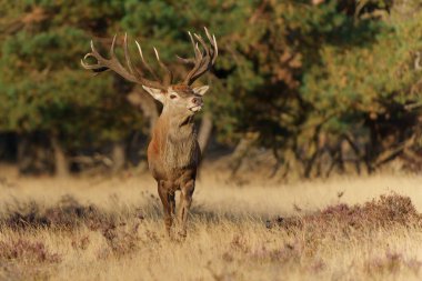 Hollanda 'daki Ulusal Park Hoge Veluwe ormanında çiftleşme mevsiminde dişileri etkilemeye çalışan kızıl geyik (Cervus elaphus).