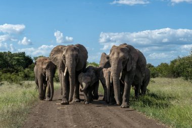 Güney Afrika 'daki Kruger Ulusal Parkı' nda fil sürüsü.                               