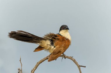 Burchell 's Coucal (Centropus burchellii) Güney Afrika' daki Kruger Ulusal Parkı 'nda bir şubede oturuyor.