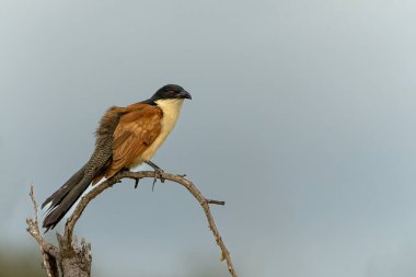 Burchell 's Coucal (Centropus burchellii) Güney Afrika' daki Kruger Ulusal Parkı 'nda bir şubede oturuyor.