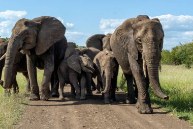 Güney Afrika 'daki Kruger Ulusal Parkı' nda fil sürüsü.                               