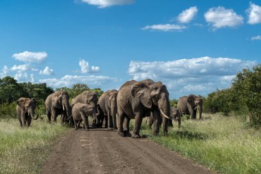 Güney Afrika 'daki Kruger Ulusal Parkı' nda fil sürüsü.                               