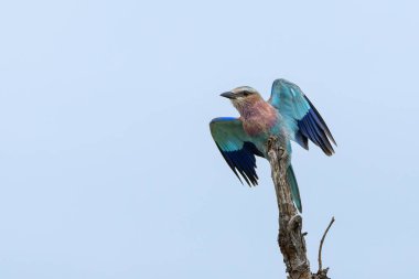 Lilac-breasted roller (Coracias caudatus) flying away in Kruger National Park - South Africa