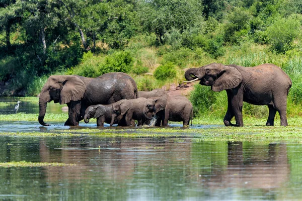 Стадо Слонов Национальном Парке Крюгера Юар — стоковое фото