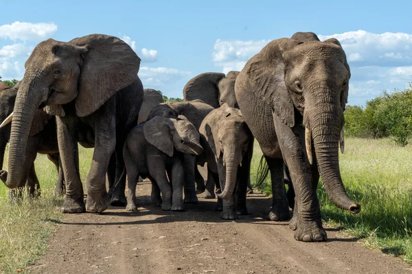 Manada Elefantes Parque Nacional Kruger Sudáfrica — Foto de Stock
