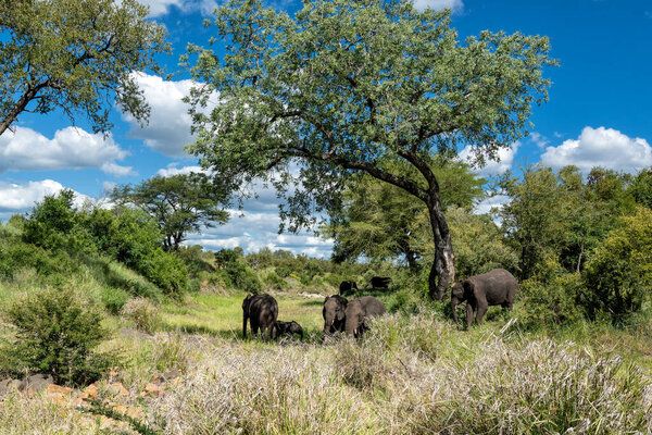 Elephant herd in the Kruger National Park in South Africa                               