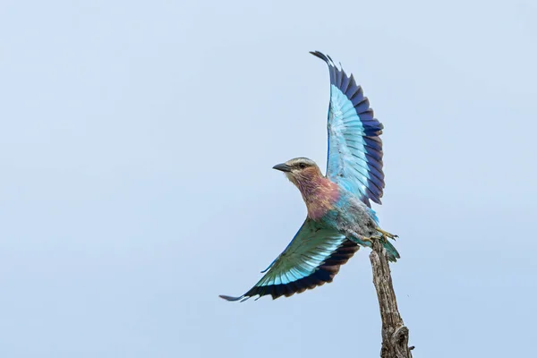 Lilac Breasted Roller Coracias Caudatus Flying Away Kruger National Park — Foto de Stock