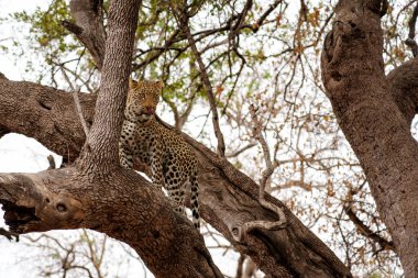 Leopar (Panthera Pardus). Genç erkek leopar Botswana 'daki Tuli Bloğundaki Mashatu Oyun Rezervi' nde annesinden yiyecek çalmak için büyük bir ağaçta duruyor.