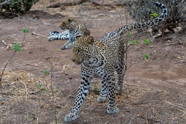 Lampart Panthera Pardus Młody Lampart Próbuje Ukraść Jedzenie Swojej Matce — Zdjęcie stockowe