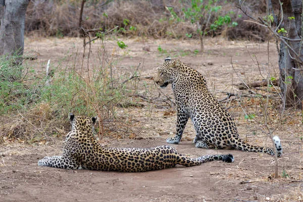Panthera Pardus 博茨瓦纳Tuli街区Mashatu野生动物保护区的年轻雄性猎豹试图从其母亲那里偷食 — 图库照片