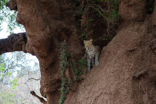 Panthera Pardus 보츠와 구획에 구역에서 어미에게 먹이를 훔치기 나무에 — 스톡 사진