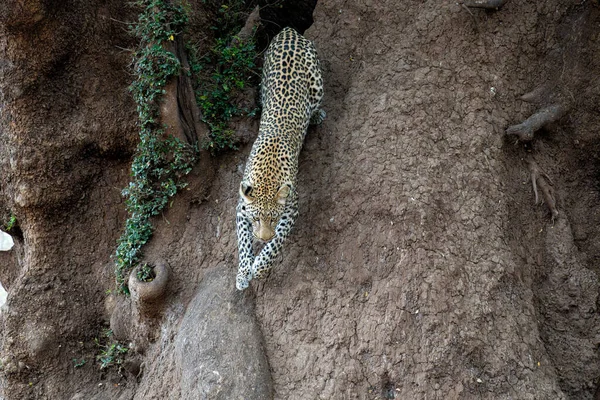 Leopardo Panthera Pardus Joven Leopardo Macho Saltando Gran Árbol Tratando — Foto de Stock