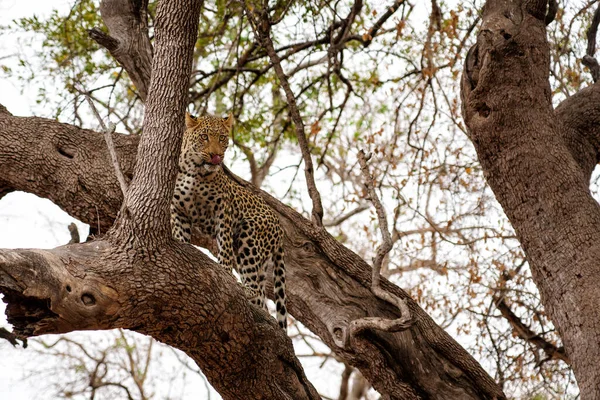 Panthera Pardus 보츠와 구획에 구역에서 어미에게 먹이를 훔치기 나무에 — 스톡 사진