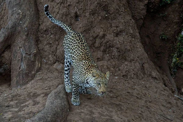 Panthera Pardus 보츠와 구획에 구역에서 어미에게 먹이를 훔치려고 나무에서 뛰어내려 — 스톡 사진