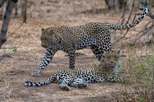 Leopárd Panthera Pardus Fiatal Férfi Leopárd Próbál Ételt Lopni Anyjától — Stock Fotó