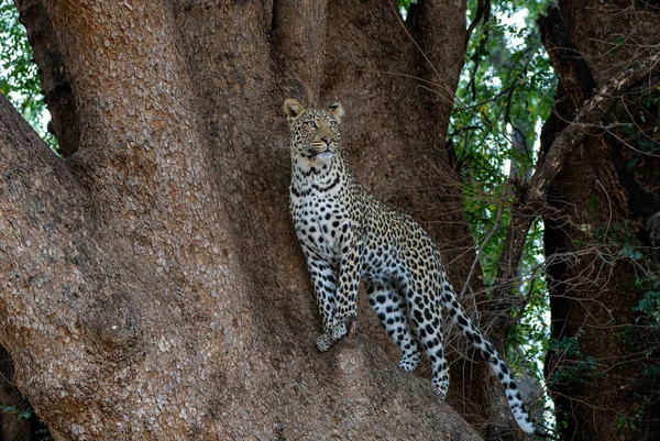 Leopardo Panthera Pardus Giovane Leopardo Maschio Piedi Grande Albero Che — Foto Stock
