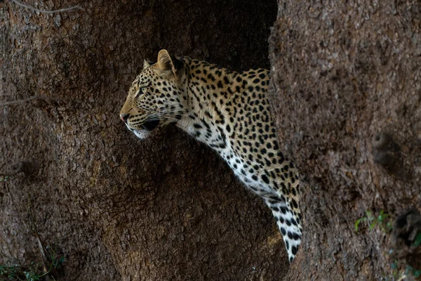 Леопард Panthera Pardus Молодой Леопард Стоящий Большом Дереве Пытающийся Украсть — стоковое фото