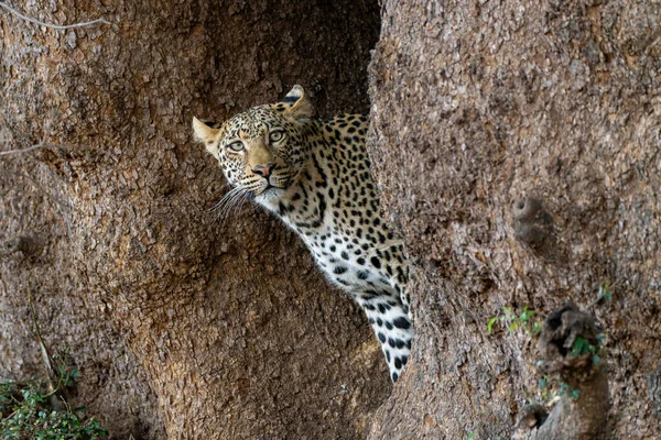 Leopardo Panthera Pardus Joven Leopardo Macho Parado Gran Árbol Buscando — Foto de Stock