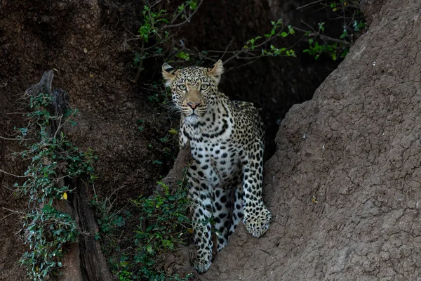 Леопард Panthera Pardus Молодой Леопард Стоящий Большом Дереве Пытающийся Украсть — стоковое фото