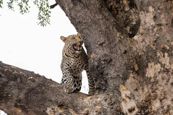 Panthera Pardus 博茨瓦纳图利区的马沙图野生动物保护区 年轻的雄性豹子站在一棵大树上 想从妈妈那里偷食 — 图库照片