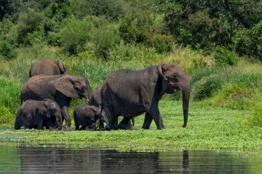 Güney Afrika 'daki Kruger Ulusal Parkı' nda fil sürüsü.