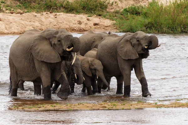 Rebanho Elefantes Parque Nacional Kruger África Sul — Fotografia de Stock
