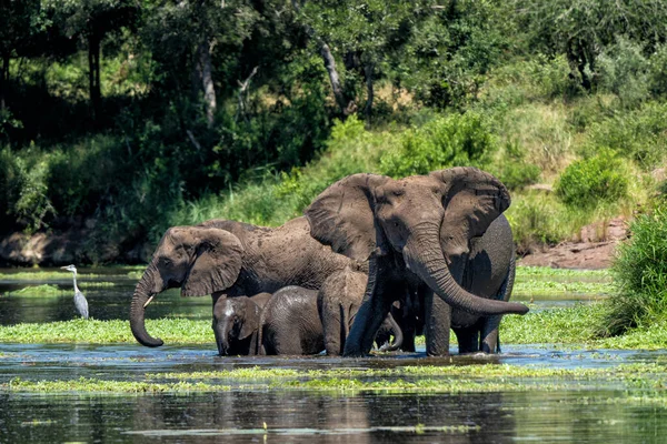 Gajah Kawanan Taman Nasional Kruger Afrika Selatan — Stok Foto