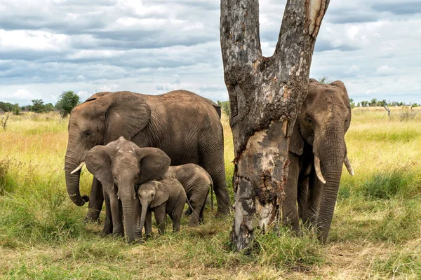 Gajah Kawanan Taman Nasional Kruger Afrika Selatan Stok Foto Bebas Royalti