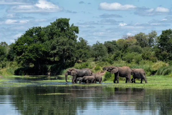 Gajah Kawanan Taman Nasional Kruger Afrika Selatan Stok Lukisan  