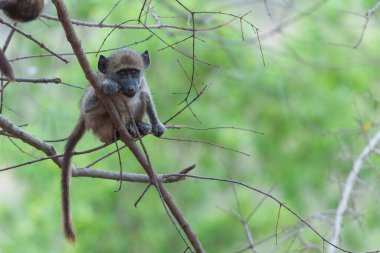 Genç babun Güney Afrika 'daki Kruger Ulusal Parkı' nda takılıyor ve oynuyor.