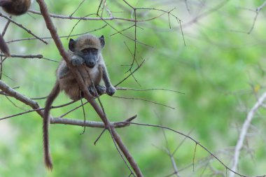 Young baboon hanging around and playing in Kruger National Park in South Africa clipart