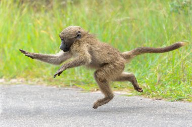 Genç babun Güney Afrika 'daki Kruger Ulusal Parkı' nda takılıyor ve oynuyor.