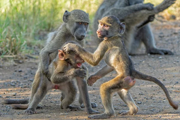Jovem Babuíno Pendurado Brincando Parque Nacional Kruger África Sul — Fotografia de Stock