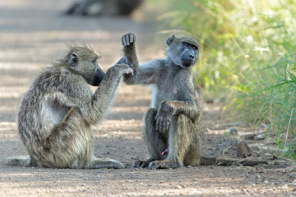 Babon Muda Berkeliaran Dan Bermain Kruger National Park Afrika Selatan — Stok Foto