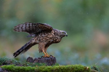 Genç Kuzey Goshawk (kazacı gentilis) Hollanda 'daki ormanda yiyecek arıyor.