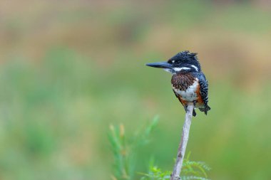 Dev Kingfisher (Megaceryle maxima), Güney Afrika 'daki Kruger Ulusal Parkı' ndaki Olifants nehrinde balık tutmadan önce