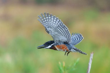 Dev Kingfisher (Megaceryle maxima) Kruger Natioanl Park Güney Afrika 'daki Olifants nehrinde balık tutarken uçar.