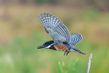 Giant Kingfisher (Megaceryle maxima) flying while fishing in the Olifants river in Kruger Natioanl Park South Africa clipart