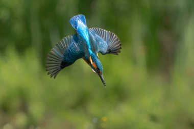 Ortak Kingfisher (Alcedo) Hollanda ormanlarında balık avlamak için uçar ve dalardı