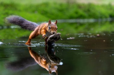 Hollanda 'daki Noord Brabant ormanında yiyecek arayan Avrasya kızıl sincabı (Sciurus vulgaris)