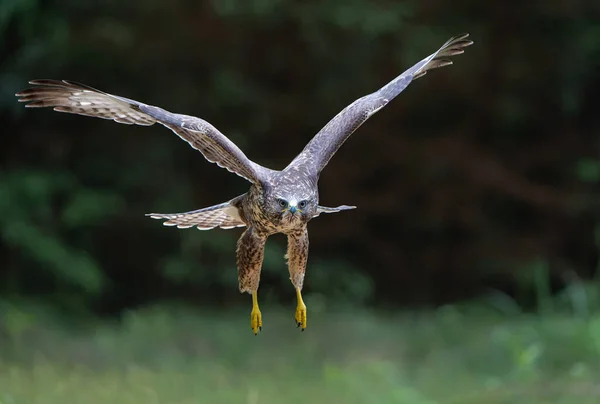 Mäusebussard Buteo Buteo Fliegt Wald Von Noord Brabant Den Niederlanden — Stockfoto