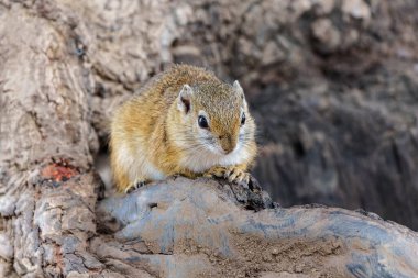 Güney Afrika 'daki Kruger Ulusal Parkı' nda yiyecek arayan ağaç sincabı (Paraxerus cepapi)