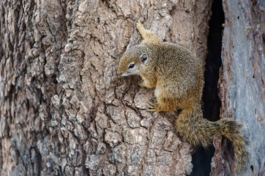 Güney Afrika 'daki Kruger Ulusal Parkı' nda yiyecek arayan ağaç sincabı (Paraxerus cepapi)