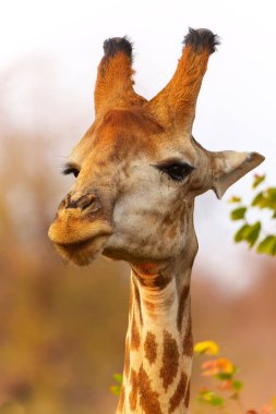  Güney Afrika 'daki Kruger Ulusal Parkı' nda küçük bir karpuz yiyen bir erkek zürafanın komik portresi.                              