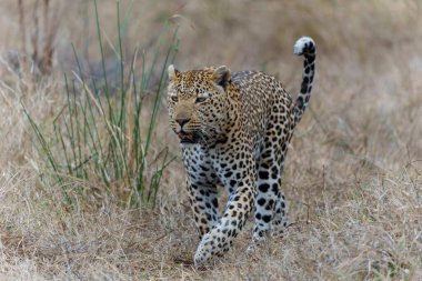   Leopar erkek, Güney Afrika 'nın Büyük Kruger Bölgesi' ndeki Sabi Sands oyun parkında Kum Nehri 'nin etrafında yürüyor.                             