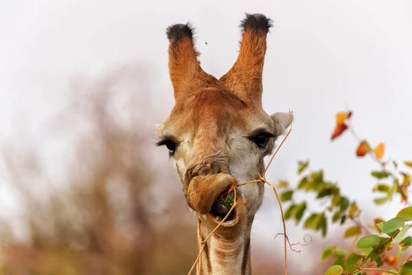 Αστείο Πορτραίτο Αρσενικής Καμηλοπάρδαλης Giraffa Camelopardalis Που Τρώει Ένα Μικρό — Φωτογραφία Αρχείου