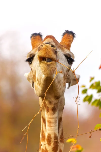 Divertente Ritratto Una Giraffa Maschio Giraffa Camelopardalis Che Mangia Piccolo — Foto Stock