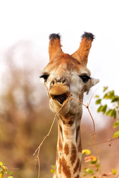 Zabawny Portret Męskiej Żyrafy Giraffa Camelopardalis Jedzącej Małego Arbuza Parku — Zdjęcie stockowe